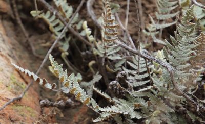 Myriopteris newberryi, photographed by Millie Basden