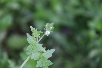 Pholistoma racemosum, photographed by Millie Basden