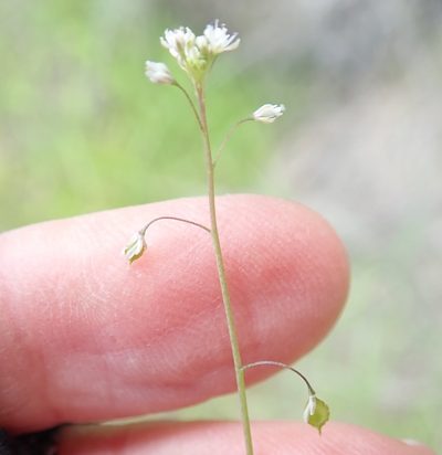 Thysanocarpus laciniatus, photographed by Millie Basden