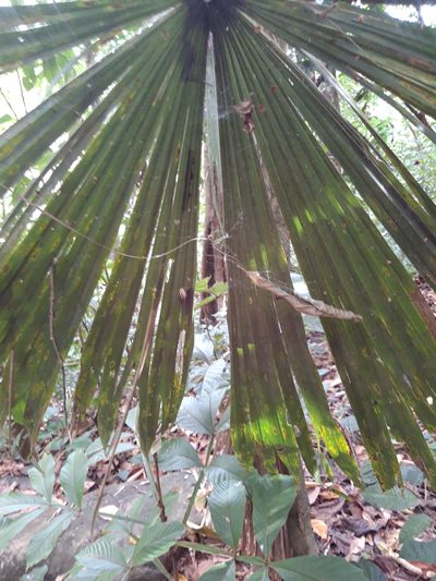 Cryosophila warscewiczii, photographed by keesgroenendijk
