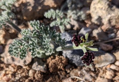 Lomatium mohavense, photographed by Michelle Cloud-Hughes
