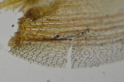 Ptychomitrium gardneri, photographed by Randal