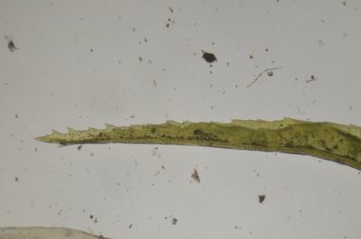 Ptychomitrium gardneri, photographed by Randal