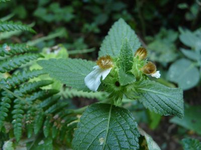 Leucas ciliata, photographed by Dinesh Valke