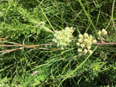 Asclepias stenophylla, photographed by Emily Geest
