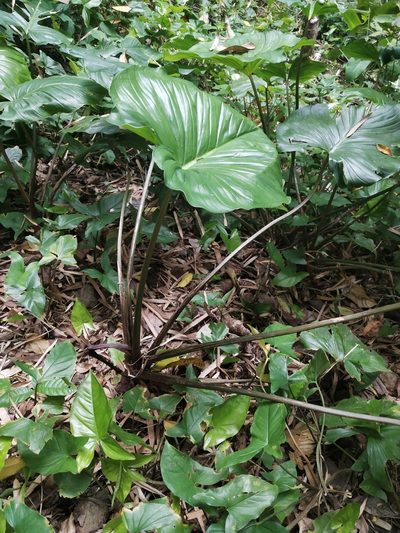 Homalomena philippinensis, photographed by Greg III Espera