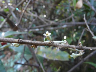 Elaeagnus latifolia, photographed by Dinesh Valke