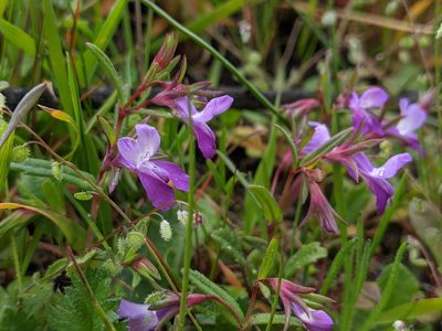 Collinsia sparsiflora, photographed by Ken-ichi Ueda