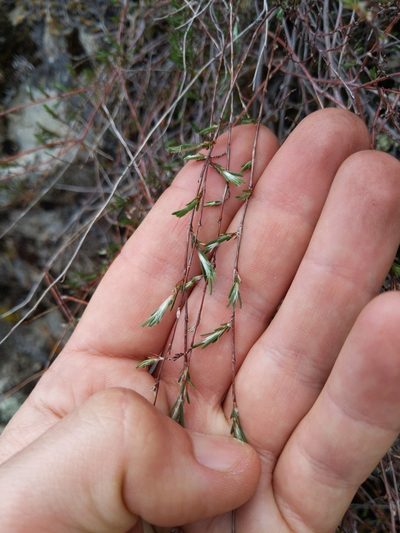 Polygonum bolanderi, photographed by Ken-ichi Ueda