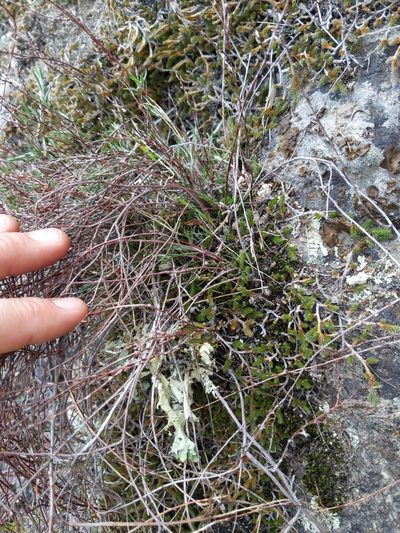 Polygonum bolanderi, photographed by Ken-ichi Ueda