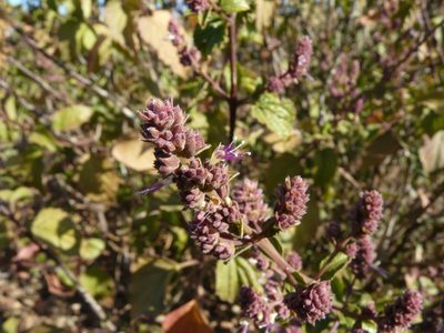 Pogostemon benghalensis, photographed by Dinesh Valke