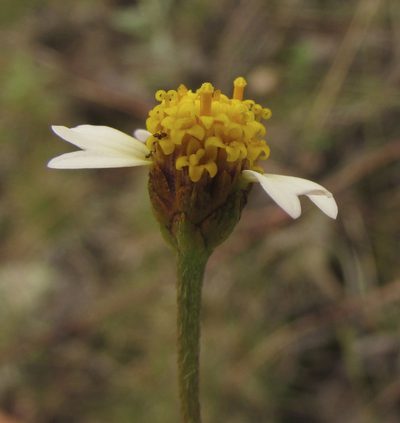 Tridax luisana, photographed by Carlos Martorell
