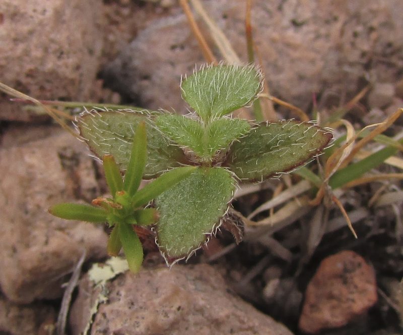Tridax luisana, photographed by Carlos Martorell