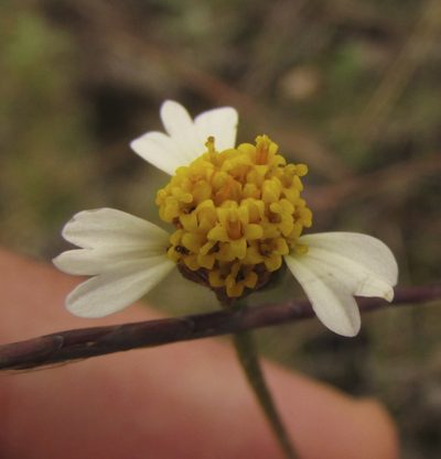 Tridax luisana, photographed by Carlos Martorell