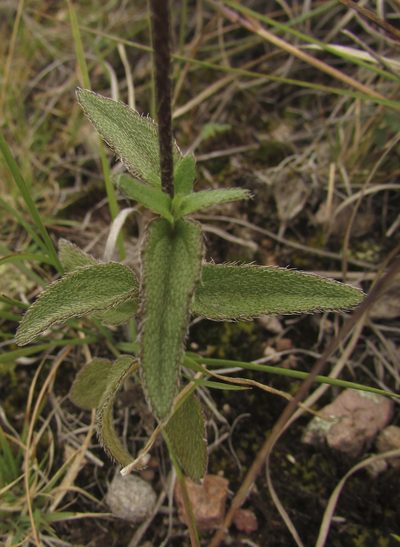 Tridax luisana, photographed by Carlos Martorell
