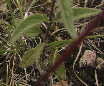 Tridax luisana, photographed by Carlos Martorell