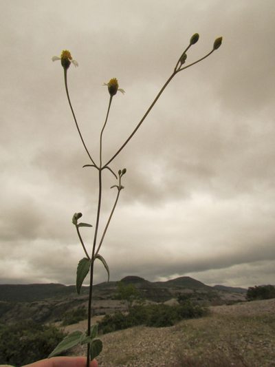 Tridax luisana, photographed by Carlos Martorell