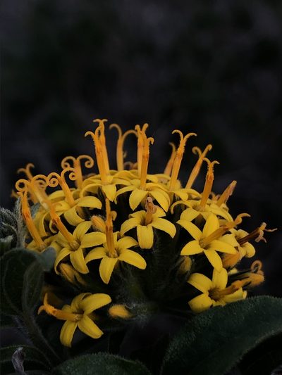 Lagascea decipiens, photographed by Enrique Martínez Núñez
