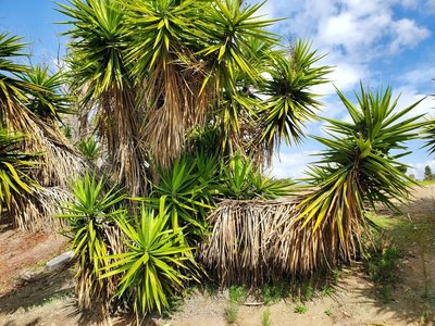 Yucca gigantea, photographed by Bryan Ragsdale