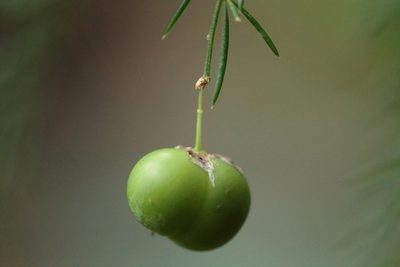 Asparagus fallax, photographed by Dr. Guido Bohne