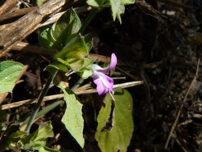 Dicliptera foetida, photographed by Dinesh Valke