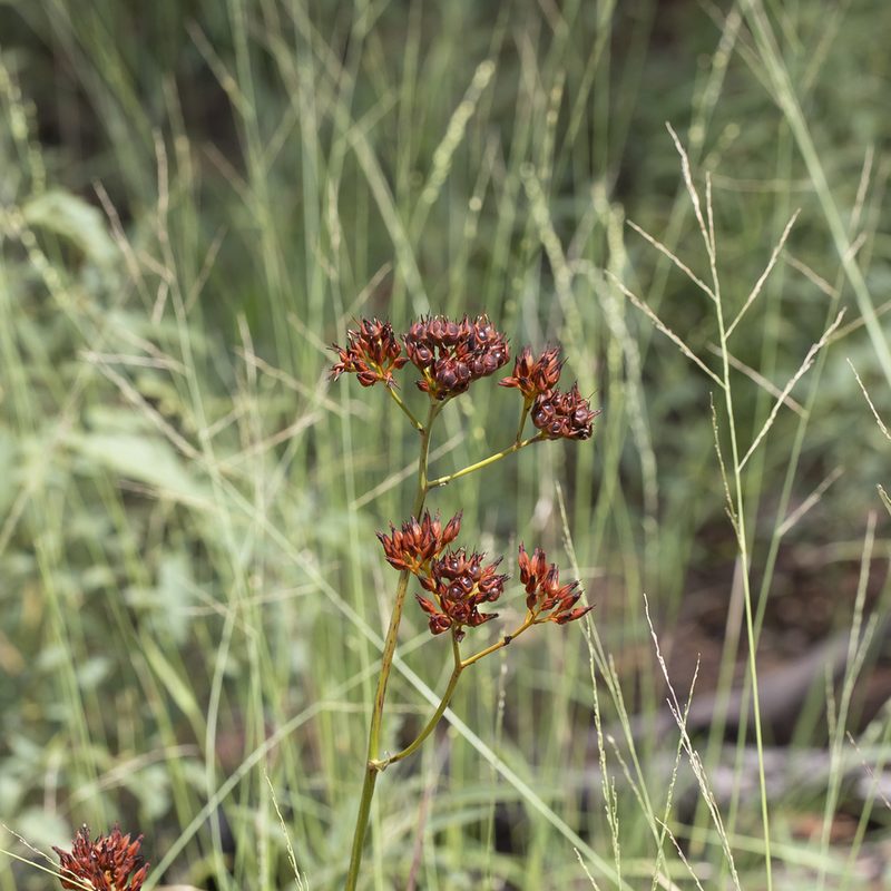 Haemodorum coccineum, photographed by Kym Nicolson