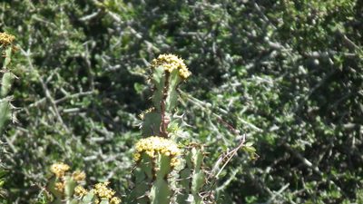 Euphorbia radyeri, photographed by Shaun Swanepoel