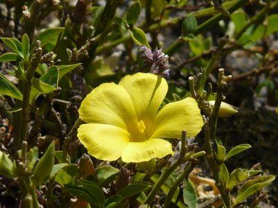 Reinwardtia indica, photographed by Dinesh Valke
