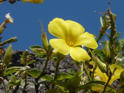 Reinwardtia indica, photographed by Dinesh Valke