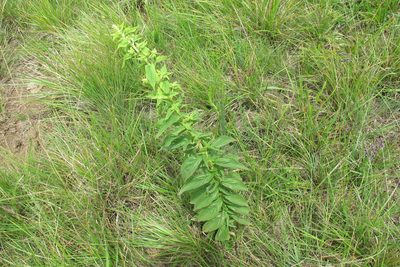 Coleus calycinus, photographed by James Deacon