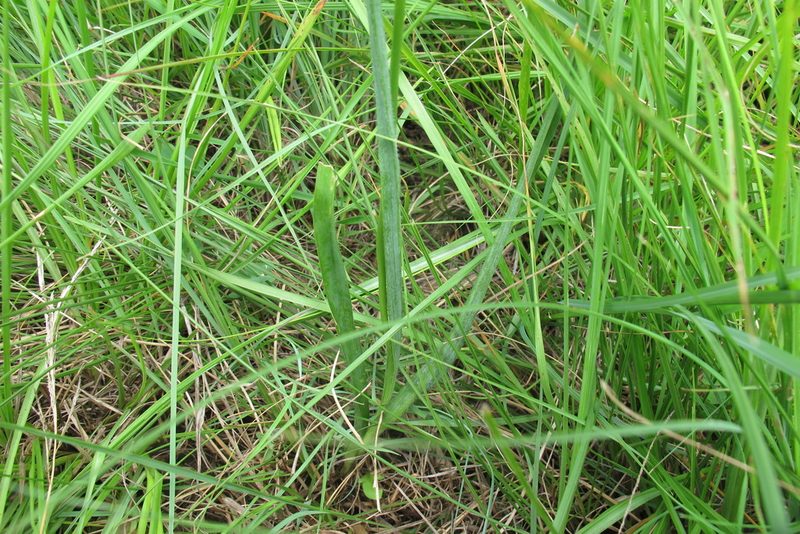 Nicipe paludosa, photographed by James Deacon