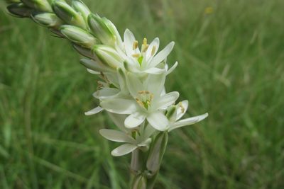 Nicipe paludosa, photographed by James Deacon