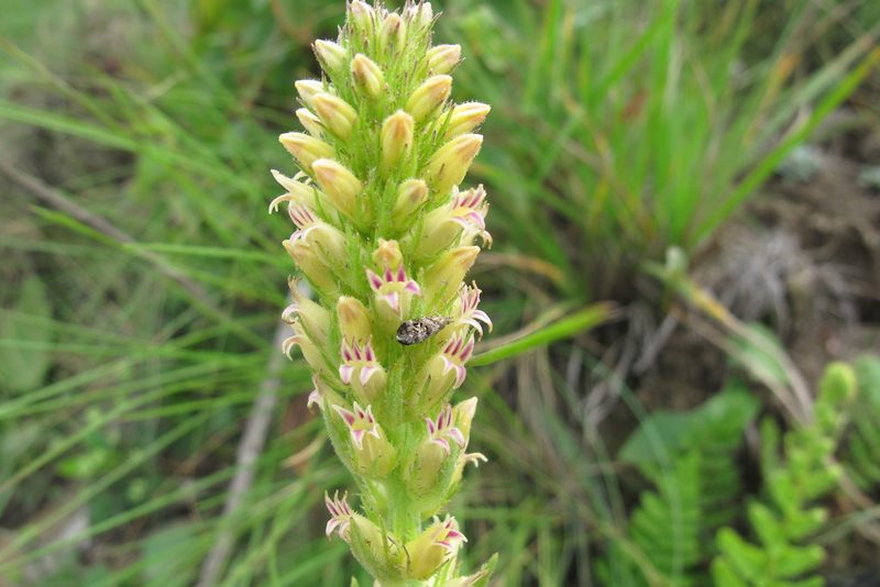 Cyphia elata, photographed by James Deacon