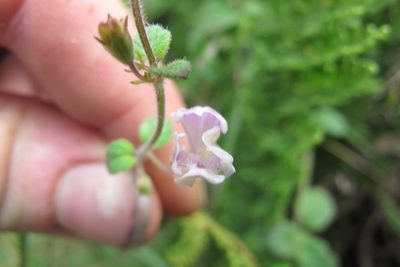 Diclis rotundifolia, photographed by James Deacon