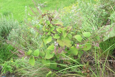 Plectranthus grallatus, photographed by James Deacon