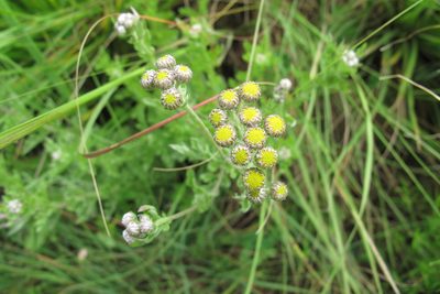 Schistostephium crataegifolium, photographed by James Deacon