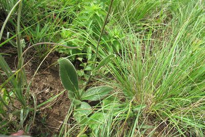 Berkheya setifera, photographed by James Deacon