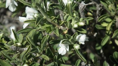 Leucas capensis, photographed by Shaun Swanepoel