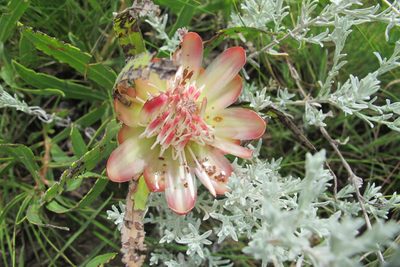 Protea simplex, photographed by James Deacon