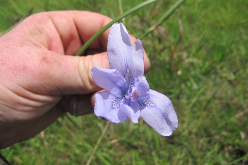 Moraea inclinata, photographed by James Deacon
