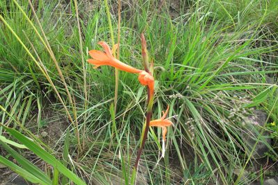 Watsonia pillansii, photographed by James Deacon