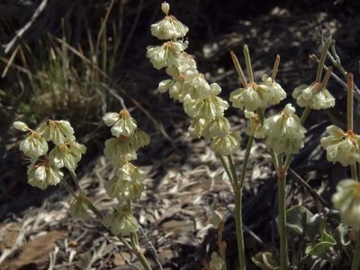 Eriogonum rupinum, photographed by Jim Morefield