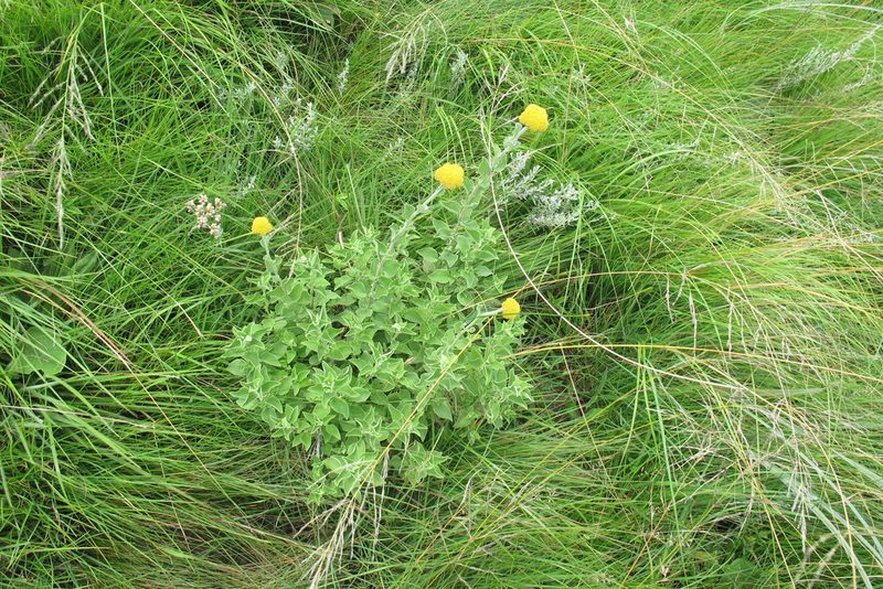 Helichrysum umbraculigerum, photographed by James Deacon