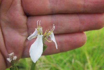 Moraea brevistyla, photographed by James Deacon