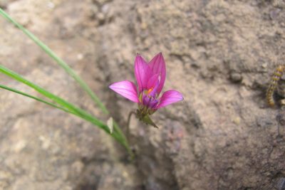 Romulea camerooniana, photographed by James Deacon