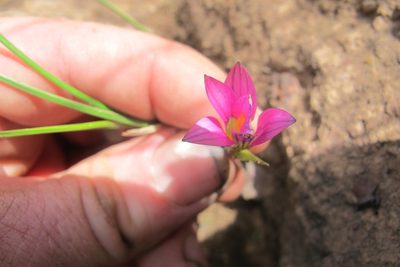 Romulea camerooniana, photographed by James Deacon
