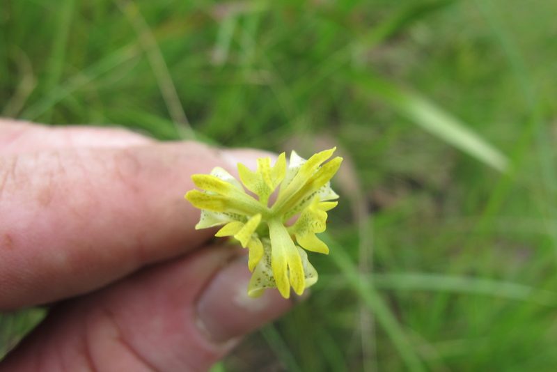 Moraea trifida, photographed by James Deacon