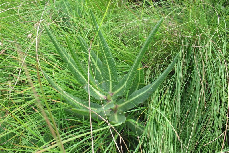 Xysmalobium stockenstromense, photographed by James Deacon