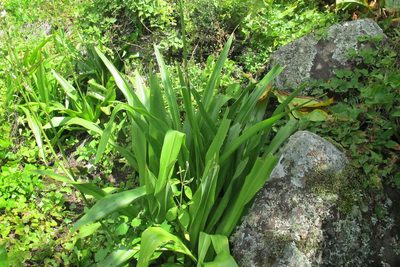 Chlorophytum krookianum, photographed by James Deacon