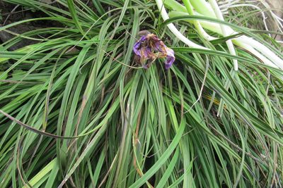 Xerophyta viscosa, photographed by James Deacon
